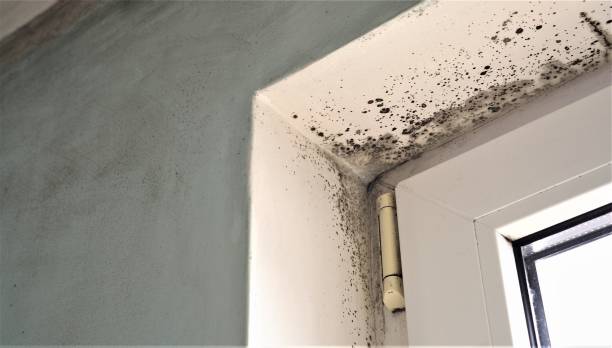 Best HVAC Mold Inspection and Cleaning  in Mountain View, HI