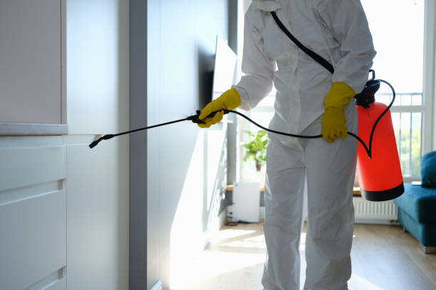 Best Mold Odor Removal Services  in Mountain View, HI