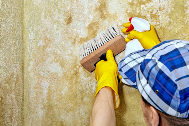 Best Indoor Air Quality Assessment  in Mountain View, HI