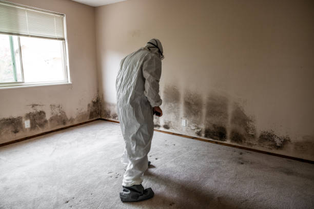 Best Mold Removal for HVAC Installations  in Mountain View, HI