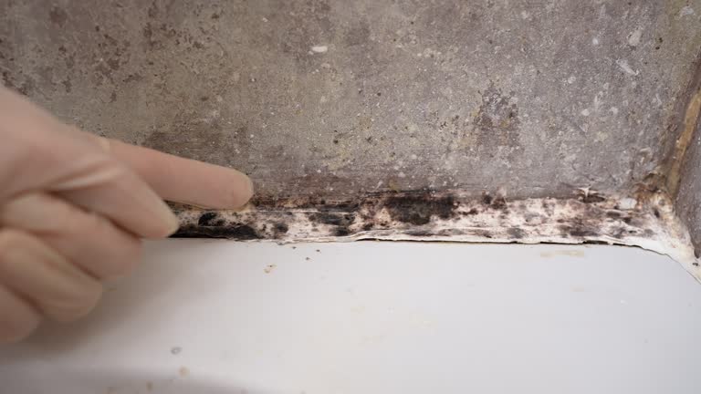 Best Comprehensive Air Testing for Mold Contaminants  in Mountain View, HI